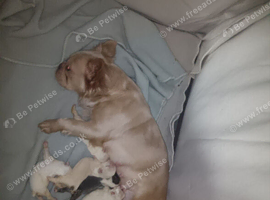 Fluffy French bulldogs