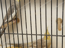 Adult breeding pair of Cinnamon Cockatiels