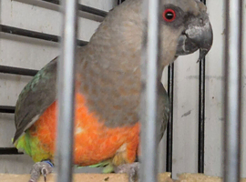 Finches to parrots