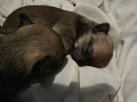 2 female pups