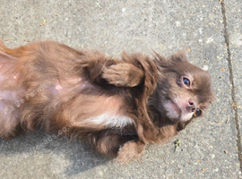 Adorable 4yo hazel chocolate girl needing a new home