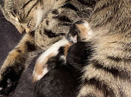 Kittens