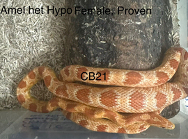 Corn snakes for sale