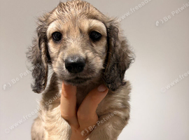 Shaded cream mini dachshund