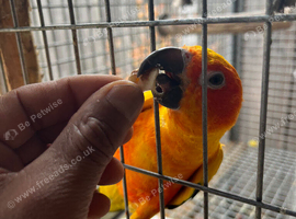 Sun conures for sale