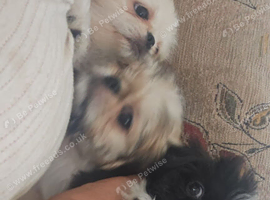 5 pugzu puppies