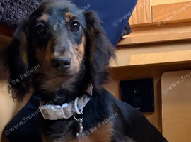 KC reg long haired mini dachshund female
