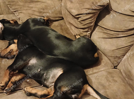 Mother and pup for sale Rosa 20 months old and luka 20 weeks old