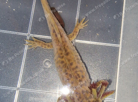 Copper Axolotl (3 months old )