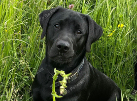 KC Registered Labrador