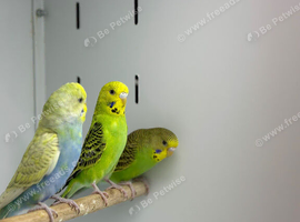 Budgies