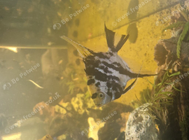 I have 3 male and 1 female
