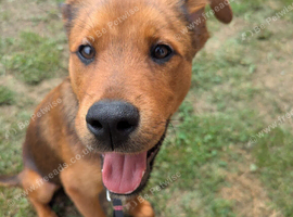 Beautiful Rottweiler x German shepherd