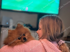 Male Pomeranian