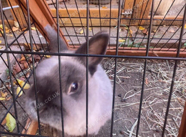 Beautiful boy needing forever home