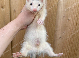 Semi angora kit hob