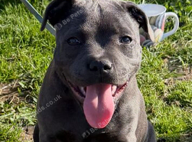 Kc registered blue staffy bitch