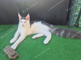 Lior - TICA Registered Maine Coon, 9 Months Old - Rehoming