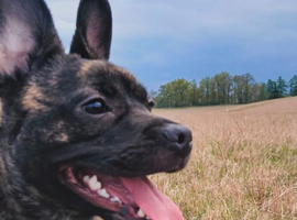 Kovu 2 years old Looking for a loving home