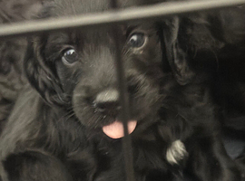 Gorgeous Sprocker Poo Puppies