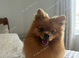 Handsome high standard Pomeranian stud