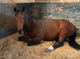 8yo bay mare