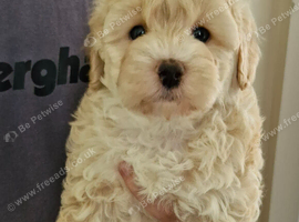 BEAUTIFUL TINY MALTIPOO GIRL