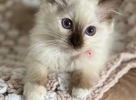 Stunning gccf chocolate ragdoll girl