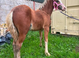 Flashy Welsh c colt foal