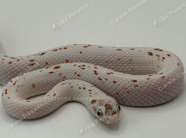 Palmetto corn snake
