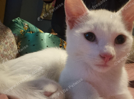White Kitten needs loving home.
