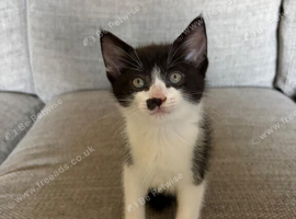 Kittens looking for forever homes