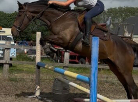 Teenagers dream horse