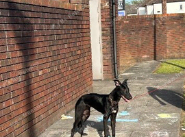 Lurcher