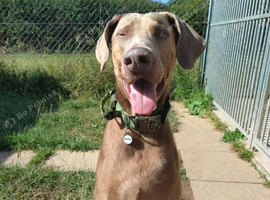 Doberman