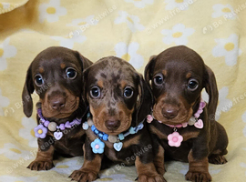 Beautiful smooth mini dachshunds