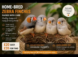 Home-Bred Zebra Finches &ndash; Healthy Parent-Raised Youngsters