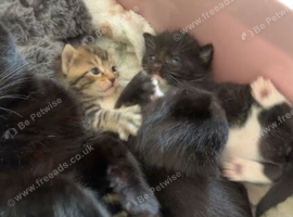 2 x Beautiful 9 week old kittens