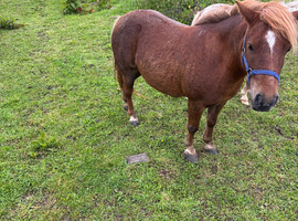 Shetland filly