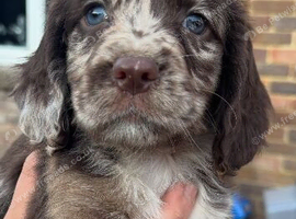 Cocker spaniel boys