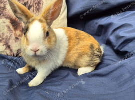 Netherland Dwarf x Dutch