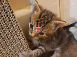 Beautiful girl tabby