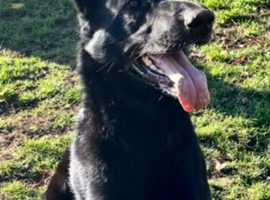 German Shepherd dog looking for new home