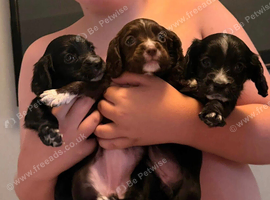 we need homes!
