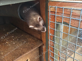Ferrets