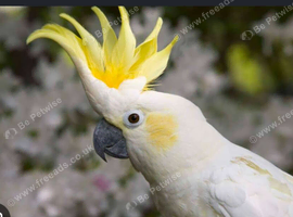 Wanted citron cockatoo must be tame and not a screamer cash waiting no silly prices