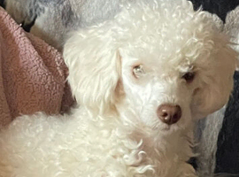 Miniature poodle