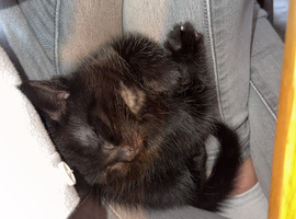 Koazy, black haired kitten. Ready to go.
