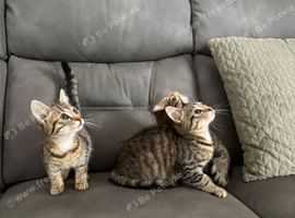Bengal xxx kittens