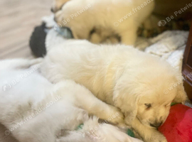 Fully health tested golden retriever puppies